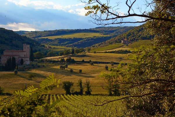 Виноградники Тосканы осенью — стоковое фото