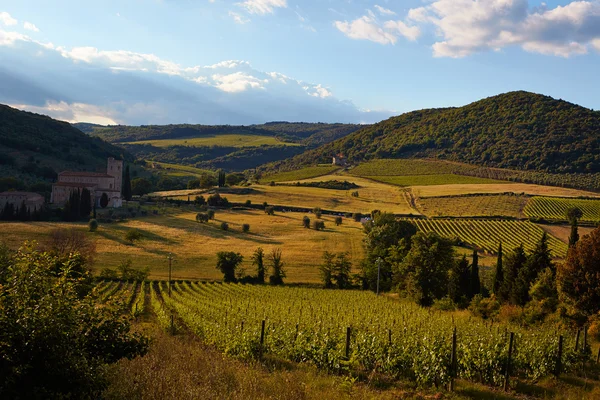 Toscane wijngaarden in de herfst — Stockfoto