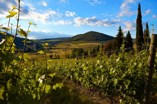 Виноградники Тосканы осенью — стоковое фото
