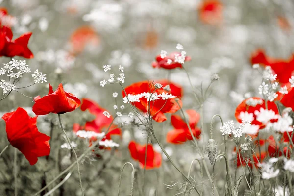 Wilde rode papaver — Stockfoto