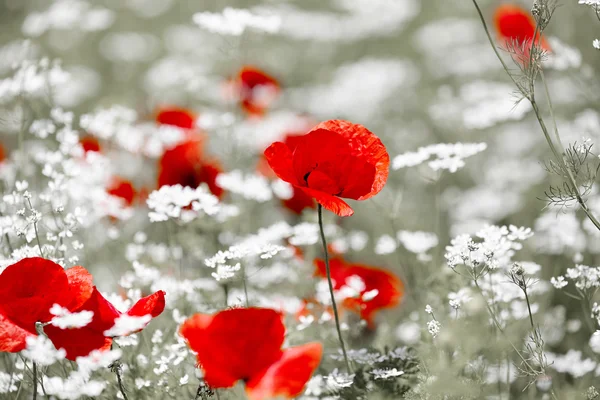 Wild red poppy — Stock Photo, Image