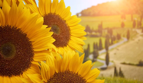 Tuscany solrosor i fältet — Stockfoto