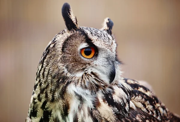 Close up of eagle owl — Stock Photo, Image