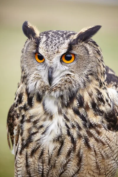 Close up of eagle owl — Stock Photo, Image