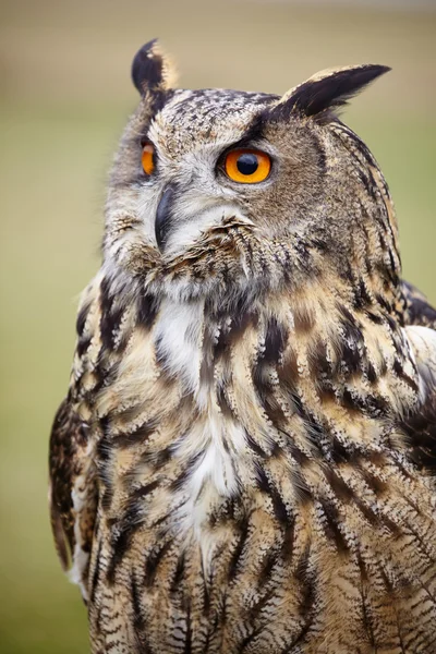 Close up of eagle owl — Stock Photo, Image