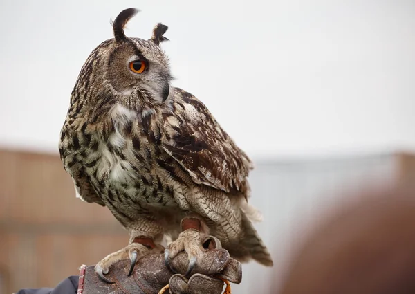 Gros plan sur la chouette aigle — Photo