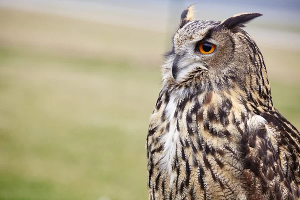 Close up of Eagle owl — Stock Photo, Image