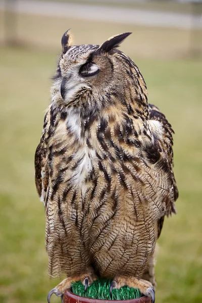 Close up of Eagle owl — Stock Photo, Image