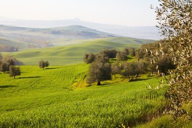 Toskana bahar tepelerde zeytin ağaçları