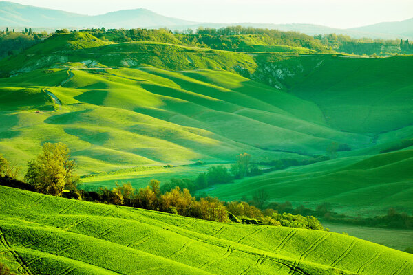 Красивые зеленые холмы Тосканы
