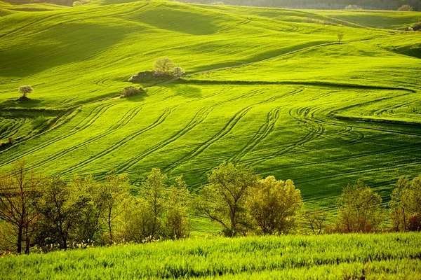 Όμορφη καταπράσινους λόφους στην Τοσκάνη — Φωτογραφία Αρχείου
