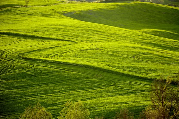 Prachtige groene heuvels in Toscane — Stockfoto