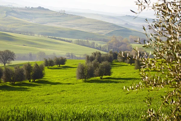 Olivenbäume auf frühlingshaften Hügeln in der Toskana — Stockfoto