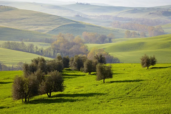 Olivenbäume auf frühlingshaften Hügeln in der Toskana — Stockfoto