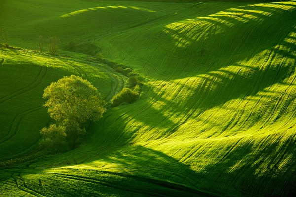 Bellissime colline verdi in Toscana — Foto Stock