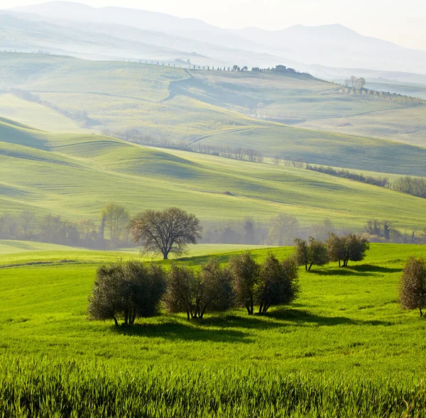 Azeitonas em colinas de primavera na Toscana — Fotografia de Stock