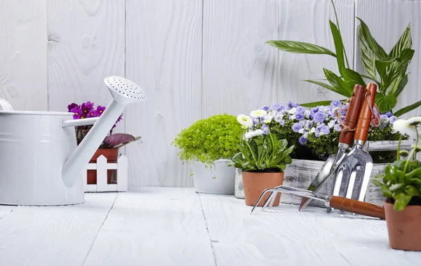 Plantas y herramientas de jardinería — Foto de Stock