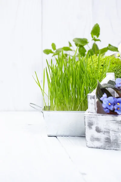 Plantas na velha mesa de madeira branca — Fotografia de Stock