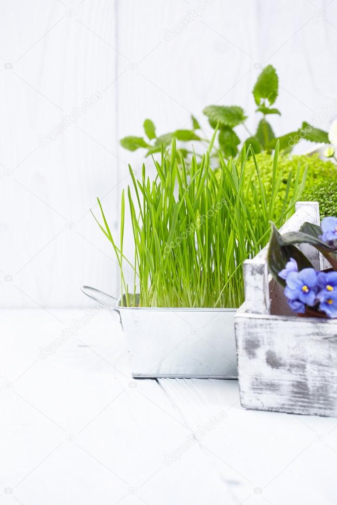 Plants on old white wood table