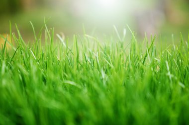 Soyut doğal çime arka plan