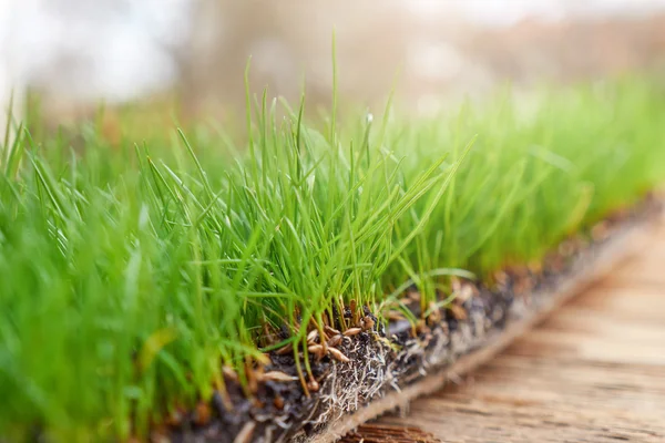 Soyut doğal çime arka plan — Stok fotoğraf