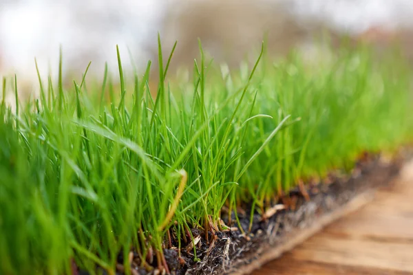 Abstract natural grass background — Stock Photo, Image