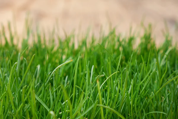 Abstrakt naturligt gräs bakgrund — Stockfoto