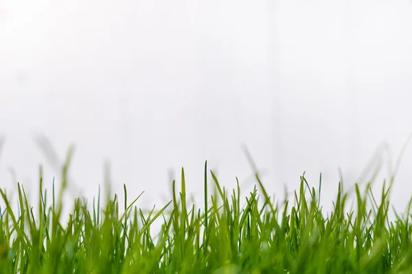 Achtergrond met groen gras rand — Stockfoto
