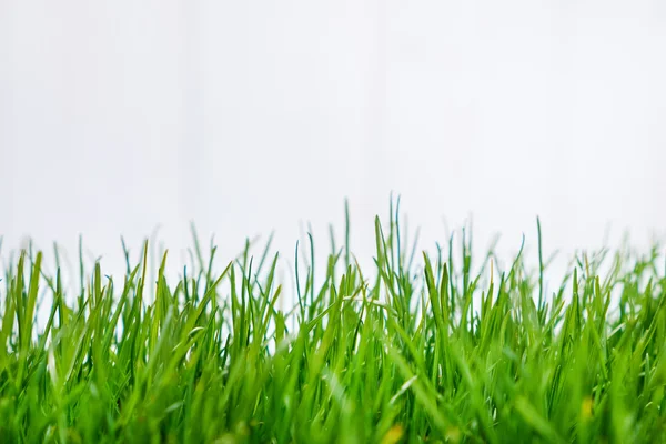 Achtergrond met groen gras rand — Stockfoto