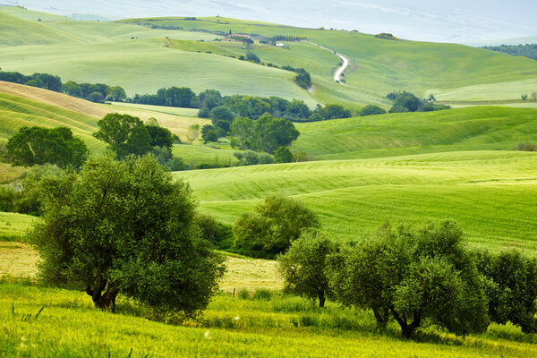 beautiful summer landscape