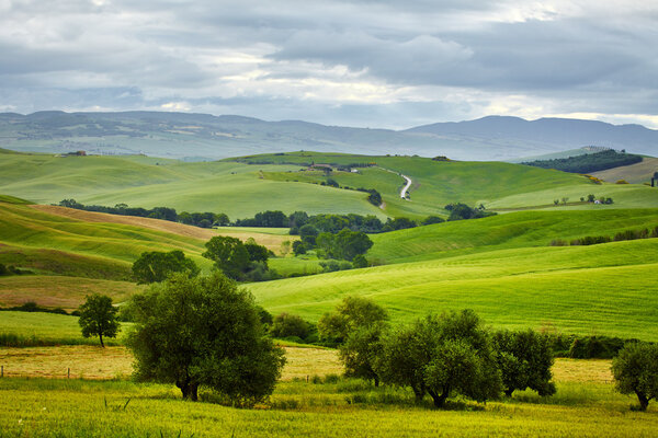 beautiful summer landscape