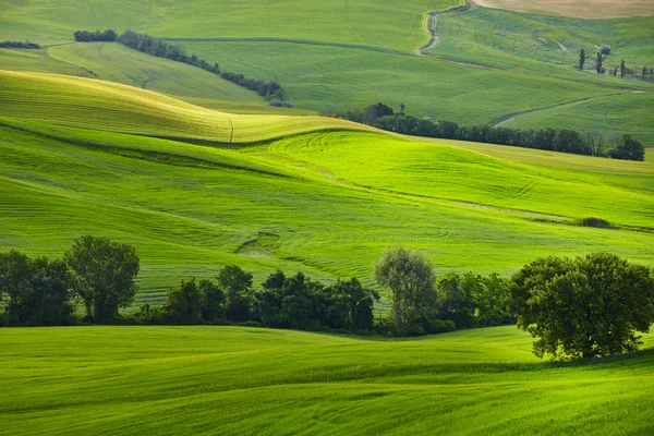 Green tuscany hills — Stock Photo, Image