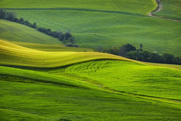 Verdi colline toscane — Foto Stock