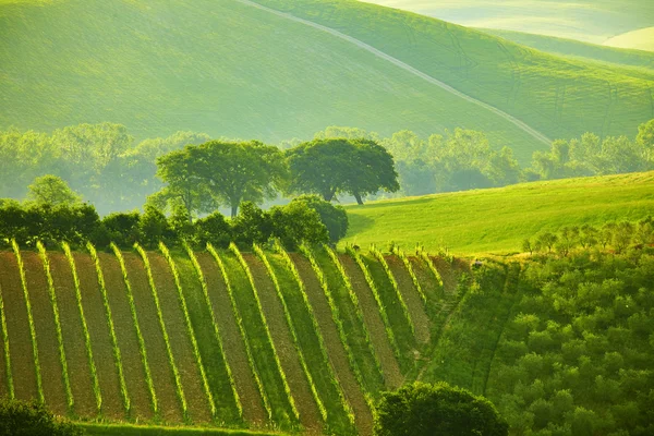 Yeşil Toskana hills — Stok fotoğraf