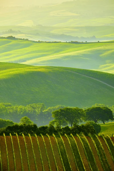 Colinas verdes da Toscana — Fotografia de Stock