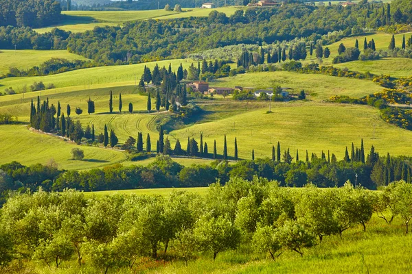 Colinas en Toscana, Italia —  Fotos de Stock