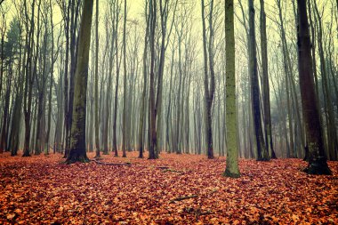 Vintage sonbahar orman