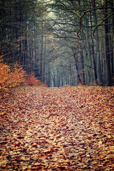 Vintage autumn forest — Stock Photo, Image