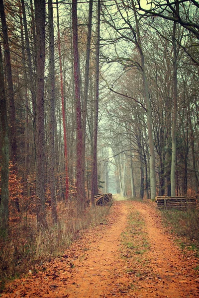 Vintage autumn forest