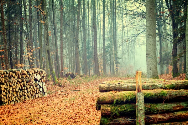 Винтажный осенний лес — стоковое фото