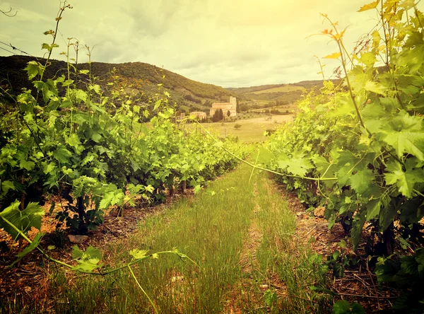 Landschaft der Weinberge in Italien — Stockfoto