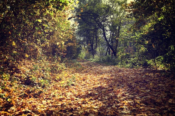 Foto vintage del bosque de otoño — Foto de Stock