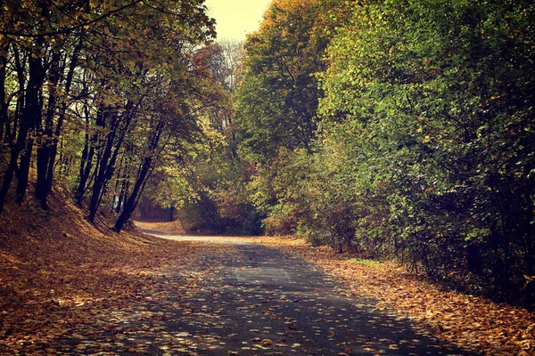 Archiwalne zdjęcie jesień las — Zdjęcie stockowe
