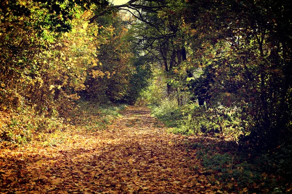 Foto vintage del bosque de otoño — Foto de Stock