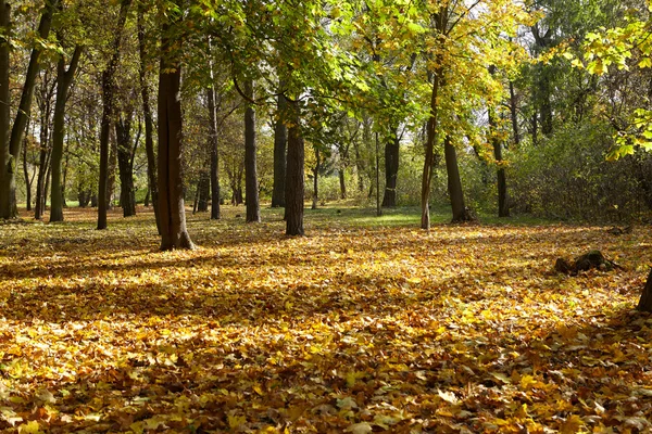 Foto van herfst bos — Stockfoto