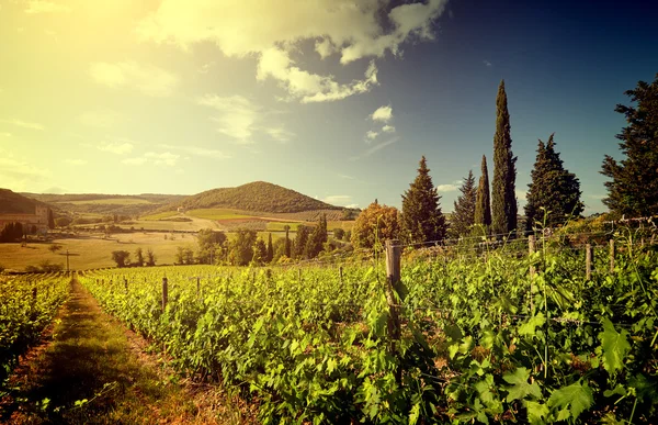 Tramonto in un vigneto in Italia — Foto Stock