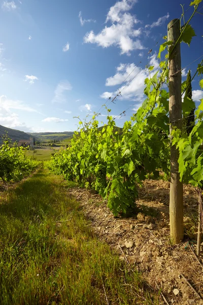 Krajobraz winnic we Włoszech — Zdjęcie stockowe