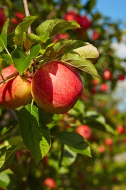 Ağaç dallarında kırmızı elmalar