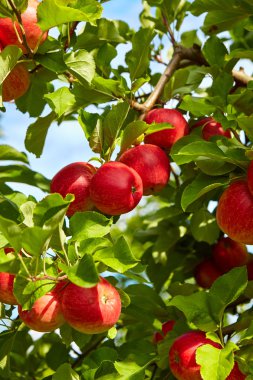 Ağaç dallarında kırmızı elmalar