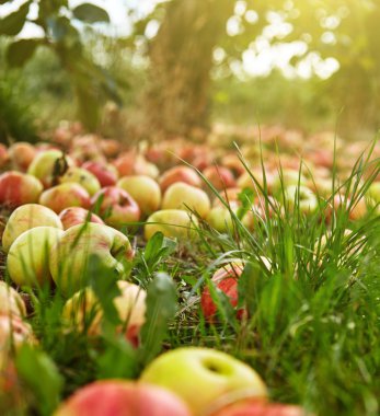 Ağaçların altında yatan elmalar